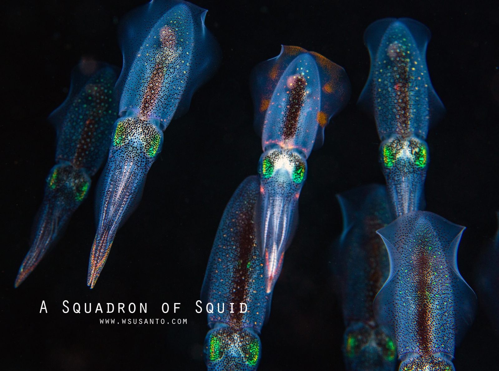 A Squadron of Squids